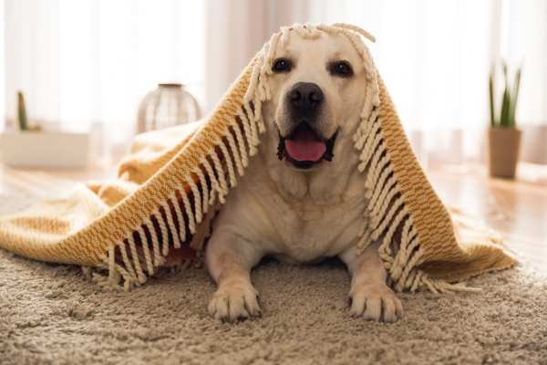 Use these tips to help your dog adjust to their new home.